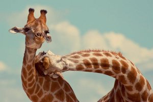 relationships-giraffe